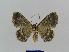  ( - BC EF Lep 00789)  @13 [ ] Copyright (2010) Unspecified Research Collection of Egbert Friedrich