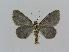  ( - BC EF Lep 00790)  @13 [ ] Copyright (2010) Unspecified Research Collection of Egbert Friedrich