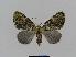  (Heterochasta - BC EF Lep 00791)  @15 [ ] Copyright (2010) Unspecified Research Collection of Egbert Friedrich