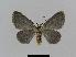  ( - BC EF Lep 00791)  @13 [ ] Copyright (2010) Unspecified Research Collection of Egbert Friedrich