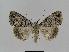  ( - BC EF Lep 00795)  @13 [ ] Copyright (2010) Unspecified Research Collection of Egbert Friedrich