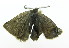 ( - BC TLMF Lep 00001)  @12 [ ] Copyright (2010) Unspecified Tiroler Landesmuseum Ferdinandeum