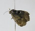  ( - BC TLMF Lep 00004)  @12 [ ] Copyright (2010) Unspecified Tiroler Landesmuseum Ferdinandeum