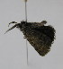  ( - BC TLMF Lep 00005)  @12 [ ] Copyright (2010) Unspecified Tiroler Landesmuseum Ferdinandeum
