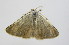  ( - BC TLMF Lep 00006)  @13 [ ] Copyright (2010) Unspecified Tiroler Landesmuseum Ferdinandeum