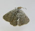  ( - BC TLMF Lep 00015)  @13 [ ] Copyright (2010) Unspecified Tiroler Landesmuseum Ferdinandeum