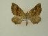  ( - BC ZSM Lep 01199)  @13 [ ] CreativeCommons - Attribution Non-Commercial Share-Alike (2010) Unspecified SNSB, Zoologische Staatssammlung Muenchen