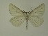  ( - BC ZSM Lep 01768)  @13 [ ] CreativeCommons - Attribution Non-Commercial Share-Alike (2010) Unspecified SNSB, Zoologische Staatssammlung Muenchen