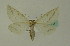  ( - BC ZSM Lep 01770)  @13 [ ] CreativeCommons - Attribution Non-Commercial Share-Alike (2010) Unspecified SNSB, Zoologische Staatssammlung Muenchen