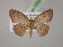  (Cyclophora sp. 2J - BC ZSM Lep 03022)  @13 [ ] CreativeCommons - Attribution Non-Commercial Share-Alike (2010) Unspecified SNSB, Zoologische Staatssammlung Muenchen