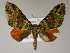  (Hammaptera AH04Pe - BC ZSM Lep 03493)  @13 [ ] CreativeCommons - Attribution Non-Commercial Share-Alike (2010) Unspecified SNSB, Zoologische Staatssammlung Muenchen