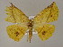  ( - BC ZSM Lep 03518)  @13 [ ] CreativeCommons - Attribution Non-Commercial Share-Alike (2010) Unspecified SNSB, Zoologische Staatssammlung Muenchen