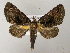  ( - BC ZSM Lep 03540)  @13 [ ] CreativeCommons - Attribution Non-Commercial Share-Alike (2010) Unspecified SNSB, Zoologische Staatssammlung Muenchen