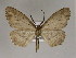  ( - BC ZSM Lep 03543)  @13 [ ] CreativeCommons - Attribution Non-Commercial Share-Alike (2010) Unspecified SNSB, Zoologische Staatssammlung Muenchen