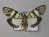  ( - BC ZSM Lep 05682)  @13 [ ] CreativeCommons - Attribution Non-Commercial Share-Alike (2010) Unspecified SNSB, Zoologische Staatssammlung Muenchen