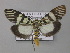  ( - BC ZSM Lep 05683)  @14 [ ] CreativeCommons - Attribution Non-Commercial Share-Alike (2010) Unspecified SNSB, Zoologische Staatssammlung Muenchen