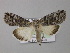  ( - BC ZSM Lep 05732)  @14 [ ] CreativeCommons - Attribution Non-Commercial Share-Alike (2010) Unspecified SNSB, Zoologische Staatssammlung Muenchen