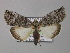  ( - BC ZSM Lep 05733)  @15 [ ] CreativeCommons - Attribution Non-Commercial Share-Alike (2010) Unspecified SNSB, Zoologische Staatssammlung Muenchen