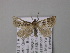  ( - BC ZSM Lep 05766)  @13 [ ] CreativeCommons - Attribution Non-Commercial Share-Alike (2010) Unspecified SNSB, Zoologische Staatssammlung Muenchen