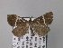  (Elaphristis leucochorda - BC ZSM Lep 05767)  @14 [ ] CreativeCommons - Attribution Non-Commercial Share-Alike (2010) Unspecified SNSB, Zoologische Staatssammlung Muenchen