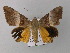  ( - BC ZSM Lep 05815)  @13 [ ] CreativeCommons - Attribution Non-Commercial Share-Alike (2010) Unspecified SNSB, Zoologische Staatssammlung Muenchen