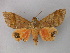  ( - BC ZSM Lep 05820)  @13 [ ] CreativeCommons - Attribution Non-Commercial Share-Alike (2010) Unspecified SNSB, Zoologische Staatssammlung Muenchen