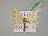  ( - BC ZSM Lep 07062)  @11 [ ] CreativeCommons - Attribution Non-Commercial Share-Alike (2010) Unspecified SNSB, Zoologische Staatssammlung Muenchen