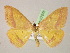  ( - BC ZSM Lep 07076)  @12 [ ] CreativeCommons - Attribution Non-Commercial Share-Alike (2010) Unspecified SNSB, Zoologische Staatssammlung Muenchen