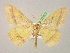  (Rhodostrophia sieversiAH01Tr - BC ZSM Lep 07077)  @14 [ ] CreativeCommons - Attribution Non-Commercial Share-Alike (2010) Unspecified SNSB, Zoologische Staatssammlung Muenchen