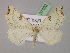  ( - BC ZSM Lep 07102)  @11 [ ] CreativeCommons - Attribution Non-Commercial Share-Alike (2010) Unspecified SNSB, Zoologische Staatssammlung Muenchen