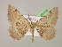 ( - BC ZSM Lep 07110)  @13 [ ] CreativeCommons - Attribution Non-Commercial Share-Alike (2010) Unspecified SNSB, Zoologische Staatssammlung Muenchen
