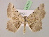  ( - BC ZSM Lep 07111)  @13 [ ] CreativeCommons - Attribution Non-Commercial Share-Alike (2010) Unspecified SNSB, Zoologische Staatssammlung Muenchen