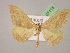  ( - BC ZSM Lep 07115)  @11 [ ] CreativeCommons - Attribution Non-Commercial Share-Alike (2010) Unspecified SNSB, Zoologische Staatssammlung Muenchen