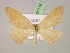  ( - BC ZSM Lep 07116)  @11 [ ] CreativeCommons - Attribution Non-Commercial Share-Alike (2010) Unspecified SNSB, Zoologische Staatssammlung Muenchen