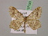  (Macaria AH01Tr - BC ZSM Lep 07123)  @11 [ ] CreativeCommons - Attribution Non-Commercial Share-Alike (2010) Unspecified SNSB, Zoologische Staatssammlung Muenchen