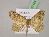  ( - BC ZSM Lep 07124)  @11 [ ] CreativeCommons - Attribution Non-Commercial Share-Alike (2010) Unspecified SNSB, Zoologische Staatssammlung Muenchen