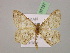  ( - BC ZSM Lep 07127)  @11 [ ] CreativeCommons - Attribution Non-Commercial Share-Alike (2010) Unspecified SNSB, Zoologische Staatssammlung Muenchen