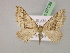  ( - BC ZSM Lep 07136)  @11 [ ] CreativeCommons - Attribution Non-Commercial Share-Alike (2010) Unspecified SNSB, Zoologische Staatssammlung Muenchen