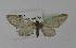  (Eupithecia unedonataAH01Ch - BC ZSM Lep 13523)  @12 [ ] CreativeCommons - Attribution Non-Commercial Share-Alike (2010) Unspecified SNSB, Zoologische Staatssammlung Muenchen