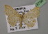  ( - BC ZSM Lep 13796)  @13 [ ] CreativeCommons - Attribution Non-Commercial Share-Alike (2010) Unspecified SNSB, Zoologische Staatssammlung Muenchen