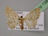  ( - BC ZSM Lep 13806)  @13 [ ] CreativeCommons - Attribution Non-Commercial Share-Alike (2010) Unspecified SNSB, Zoologische Staatssammlung Muenchen