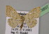  ( - BC ZSM Lep 13807)  @11 [ ] CreativeCommons - Attribution Non-Commercial Share-Alike (2010) Unspecified SNSB, Zoologische Staatssammlung Muenchen