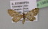  ( - BC ZSM Lep 13830)  @13 [ ] CreativeCommons - Attribution Non-Commercial Share-Alike (2010) Unspecified SNSB, Zoologische Staatssammlung Muenchen