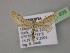  ( - BC ZSM Lep 13839)  @11 [ ] CreativeCommons - Attribution Non-Commercial Share-Alike (2010) Unspecified SNSB, Zoologische Staatssammlung Muenchen
