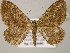 ( - BC ZSM Lep 13850)  @13 [ ] CreativeCommons - Attribution Non-Commercial Share-Alike (2010) Unspecified SNSB, Zoologische Staatssammlung Muenchen