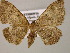  ( - BC ZSM Lep 13851)  @13 [ ] CreativeCommons - Attribution Non-Commercial Share-Alike (2010) Unspecified SNSB, Zoologische Staatssammlung Muenchen