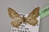  (Eupithecia incommoda - BC ZSM Lep 13864)  @11 [ ] CreativeCommons - Attribution Non-Commercial Share-Alike (2010) Unspecified SNSB, Zoologische Staatssammlung Muenchen