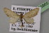  (Eupithecia devestitaAH01Et - BC ZSM Lep 13865)  @13 [ ] CreativeCommons - Attribution Non-Commercial Share-Alike (2010) Unspecified SNSB, Zoologische Staatssammlung Muenchen