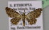  (Chloroclystis sierrariaAH01Et - BC ZSM Lep 13868)  @13 [ ] CreativeCommons - Attribution Non-Commercial Share-Alike (2010) Unspecified SNSB, Zoologische Staatssammlung Muenchen