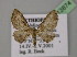 (Eupithecia dissonans - BC ZSM Lep 13874)  @14 [ ] CreativeCommons - Attribution Non-Commercial Share-Alike (2010) Unspecified SNSB, Zoologische Staatssammlung Muenchen